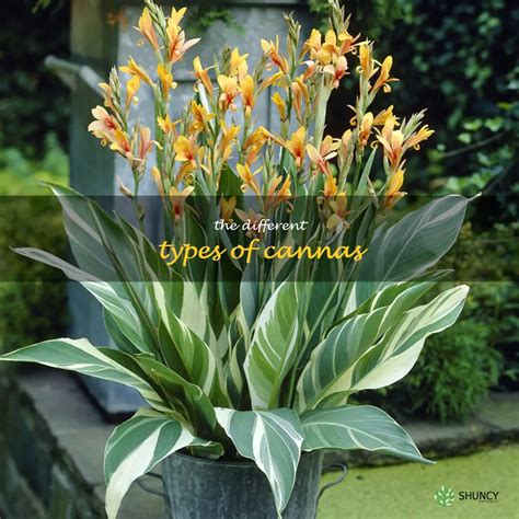 Unveiling The Varied Varieties Of Cannas | ShunCy