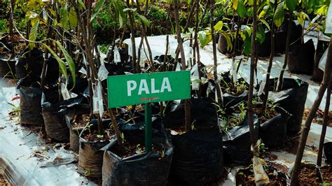 Cara Atasi Penyakit Tanaman Pala - Jagad Tani - Petaninya Milenial