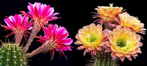 Cactus Flower Art & Collectibles Painting jan-takayama.com