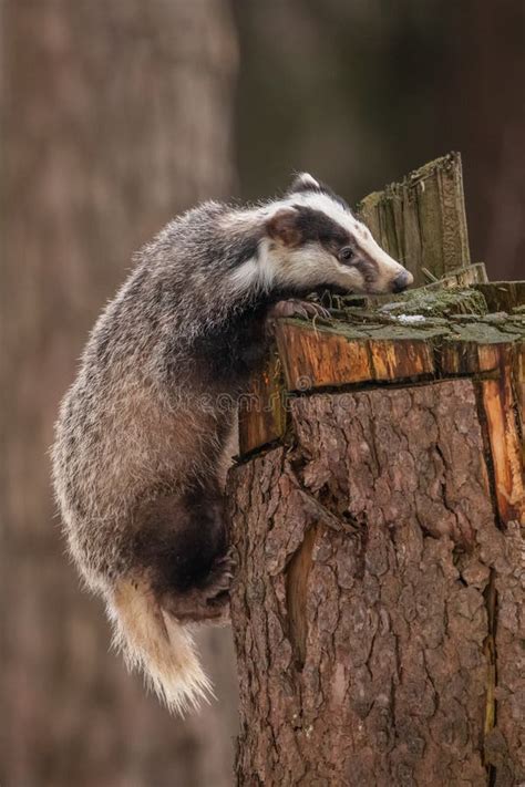 Badger Running in Snow Europe Czech Republic. Stock Image - Image of ...