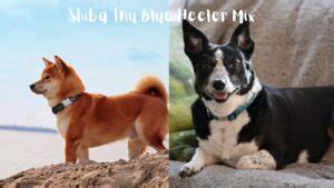 Blue Heeler Shiba Inu Mix Information Guide & Pics