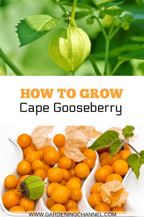 How to Grow Cape Gooseberry - Gardening Channel