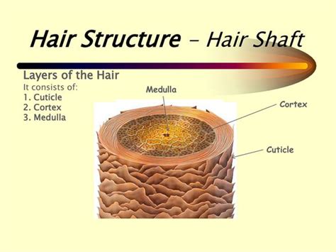 LATEST FINDINGS ON THE HAIR STRUCTURE OF HUMAN HAIR