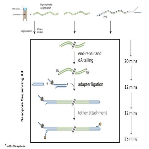 Schematic of DNA sequencing using a nanopore. DNA passing through a ...