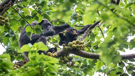 Biodiversity and Chimpanzee Conservation - Project Chimps