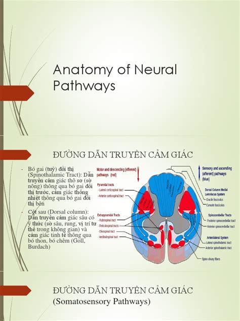 Neural Pathways