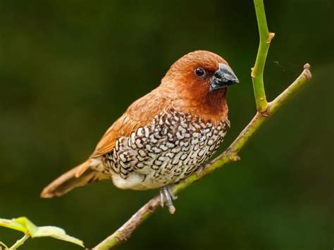 Scaly-breasted Munia Bird Facts (Lonchura punctulata) | Bird Fact