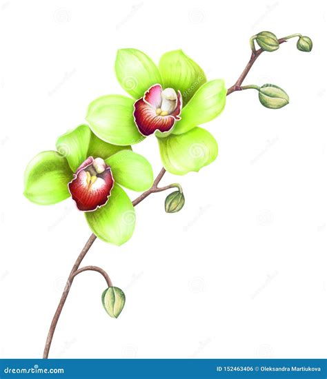 Green Orchids Isolated on White Background. Watercolor Illustration. Stock Illustration ...