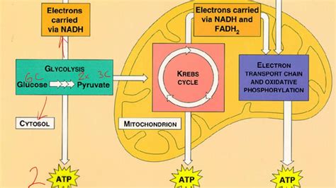 Where does cellular respiration get glucose - schoolslasopa