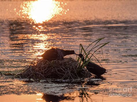 Silhouette of nesting Coots - Fulica atra - at sunset on golden po Photograph by Paul Farnfield ...