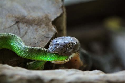 Premium Photo | King cobra is biting a green tree viper which is equally venomous snake bite