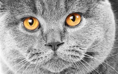 Wallpaper | Grey cats, Cats with big eyes, Beautiful cats