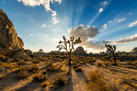 Meet Joshua Tree, The Youngest National Park in America