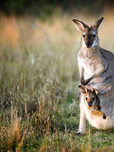 Kangaroo: History, Facts, Size, Habitat, Classification & Much More - Animals Name