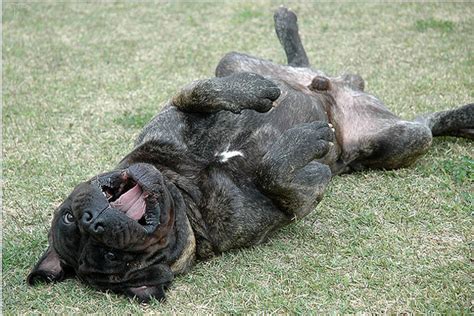 Bullmastiff - The Gamekeeper's Night Dog - Dog Breed Answers