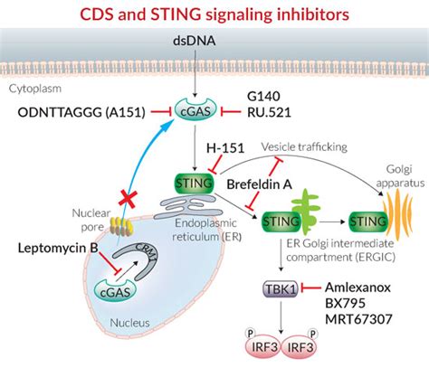 Cytosolic dsDNA Sensor (CDS) Inhibition | InvivoGen