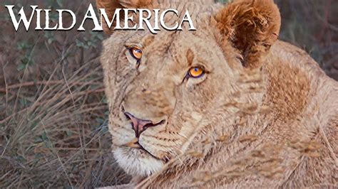 Wild America | S12 E7 Photographing Wildlife | Full Episode HD - YouTube