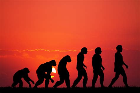 ‘Human Evolution’ Is a Misnomer | Humanize