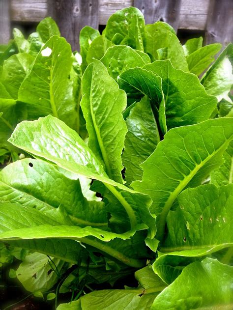 Romaine Lettuce | Plant leaves, Plants, Garden