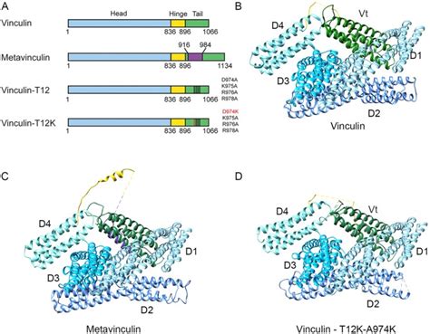 Conformational states during vinculin unlocking differentially regulate ...