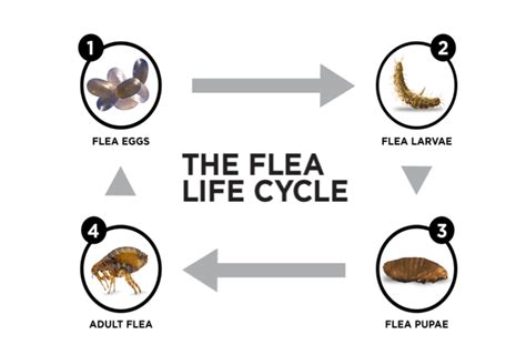 About Fleas | Frontline