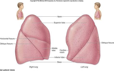 Lung Lobes Anatomy - Jerome-has-Good