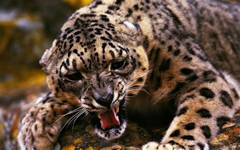 Angry Jaguar Wallpapers - Top Free Angry Jaguar Backgrounds - WallpaperAccess