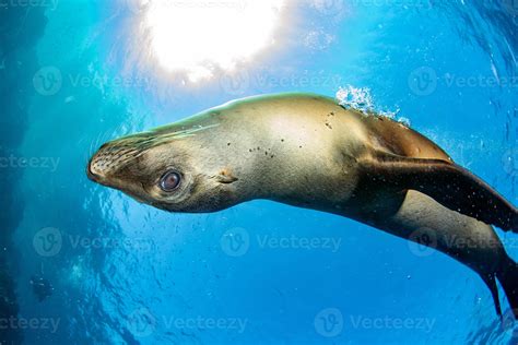 Puppy sea lion underwater looking at you 17306038 Stock Photo at Vecteezy