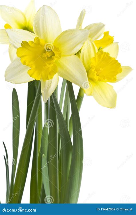 Yellow Daffodils stock photo. Image of bulbs, bulb, blooming - 12647002