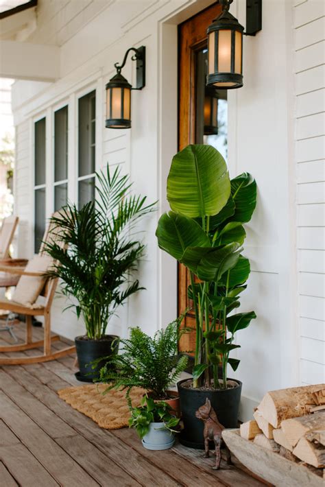 Moving Your Indoor Plants Outside for Summer | Bloomscape