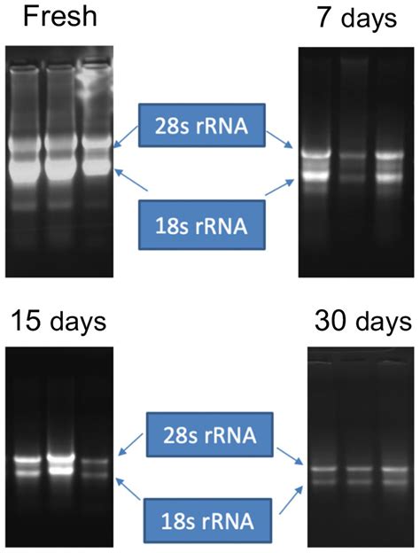 Frontiers | Preserving plant samples from remote locations for detection of RNA and DNA viruses