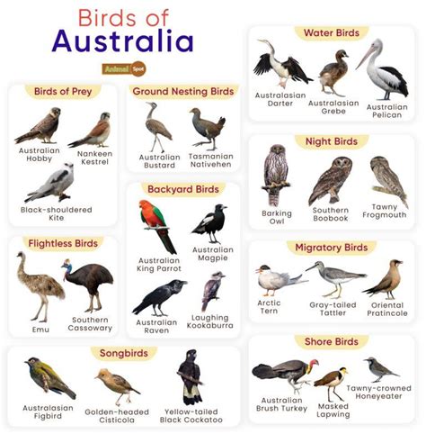 List of Birds Found in Australia with Pictures