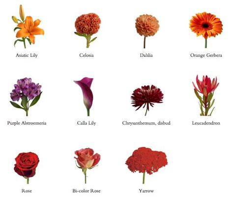 List Of Fall Wedding Flowers In Season Asiatic Lily, Asters, Calla ...