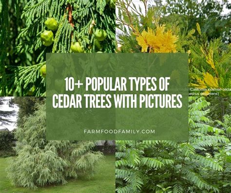 10+ Different Types Of Cedar Trees & Wood With Identification & Pictures