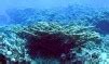 Pacific Elkhorn Coral, possible new Acropora species discovered in the Marshall Islands | Reef ...