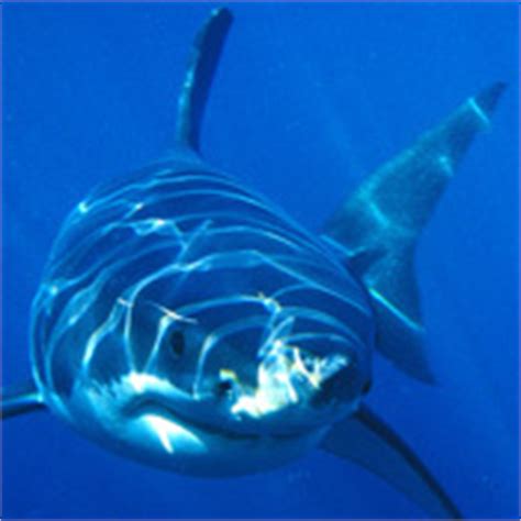 Largest Great White Shark | Shark Week | Discovery
