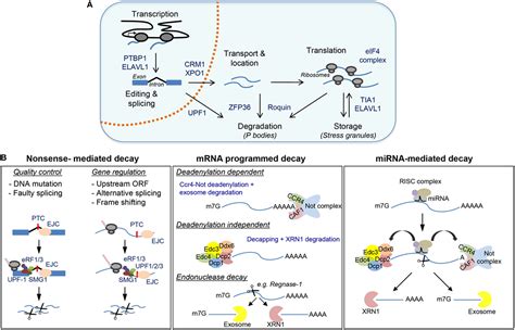 Rna Binding Protein