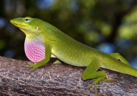 Exciting and Easy to Care For: the Green Anole | Pet Reader