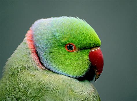 1600x900 resolution | green and red beaked parrot, psittacula, indian ...