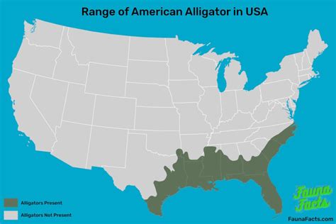 How Far North Do Alligators Live in the USA? – Fauna Facts