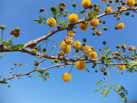 Vachellia Nilotica Flowers. Stock Photo - Image of arabic, summer ...