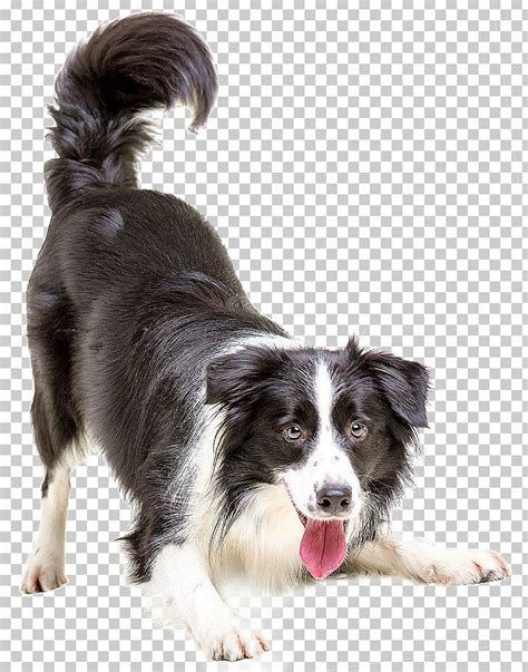 Dogs PNG - dogs | Dog png, Photoshop rendering, Pets