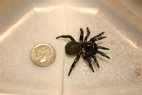 Trap Door Spider – Identification | Walter Reeves: The Georgia Gardener