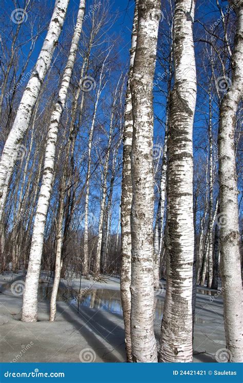 Background Birch Tree Forest Snow Defrost Spring Stock Image - Image of scene, pine: 24421421