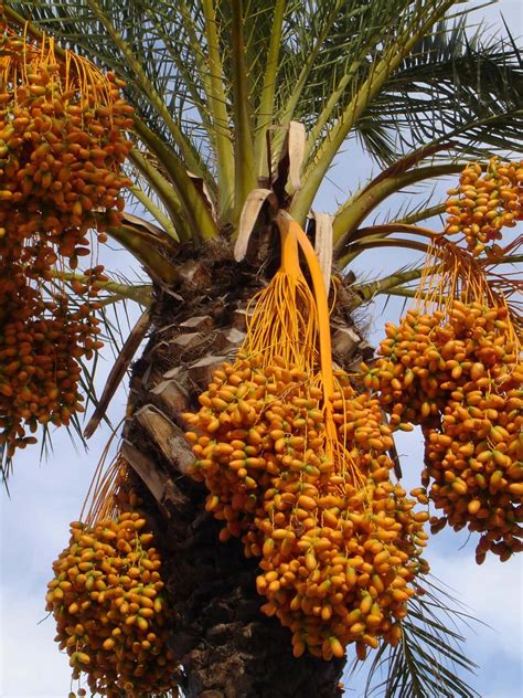 Medjool Dates: Benefits, Calories, Nutrition and Ways To Eat This Fruit - Delightful Mom Food