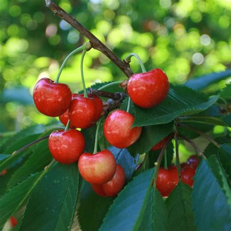 Prunus avium 'Bing' - Bing Cherry Tree | Western Star Nurseries