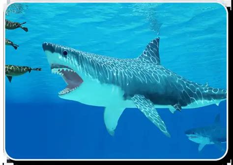 The Ten Largest Sharks In History