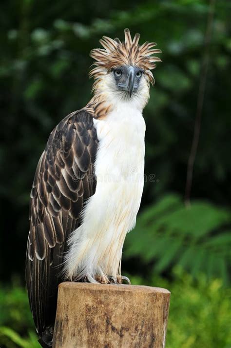 Philippine Eagle stock photo. Image of asia, travel, eagle - 15935950