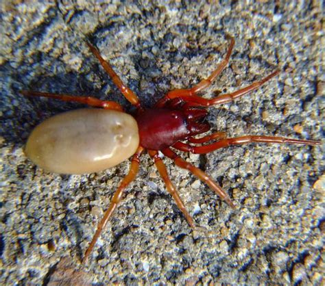 Other British Spiders that Bite | The False Widow Spider