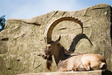 ibex | An ibex, I've seen during a visit at Zoo Wuppertal. | Flickr